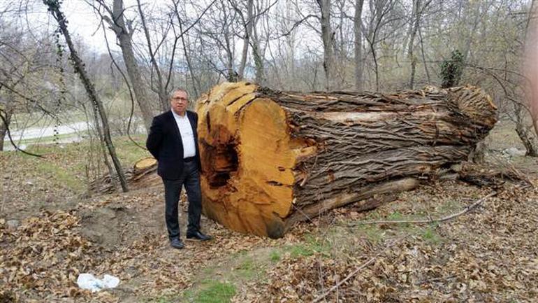 Isparta’da dev kestane ağaçları katledildi