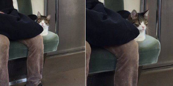 Metro ile seyahat eden Tokyolu fenomen kedi